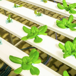 Técnicas De Control Biológico En Cultivos Hidropónicos